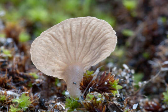 Image of Basidiomycota