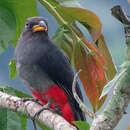 Image of Black-tailed Trogon