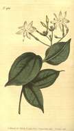 Plancia ëd Jasminum simplicifolium G. Forst.