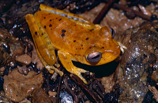 Image of Cophomantinae Hoffman 1878