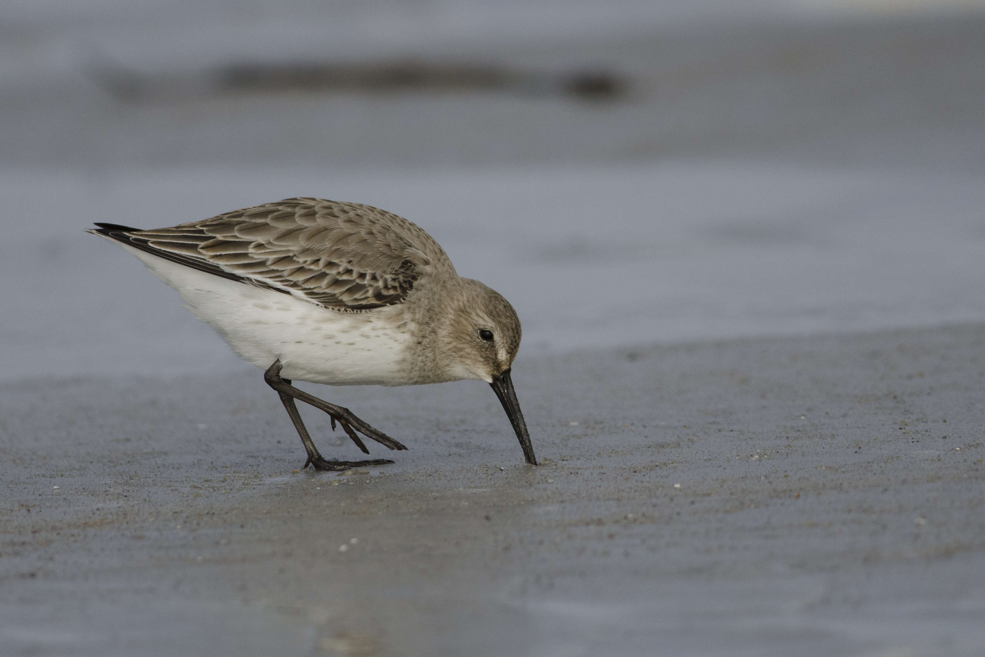 Image of Calidris Merrem 1804