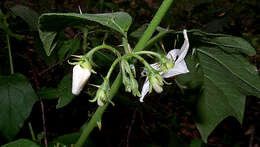 Image of Solanum asterophorum Mart.