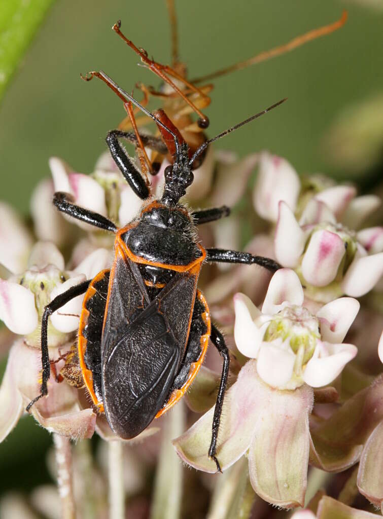 Image of Bee Assassin