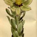 صورة Leucadendron grandiflorum (Salisb.) R. Br.