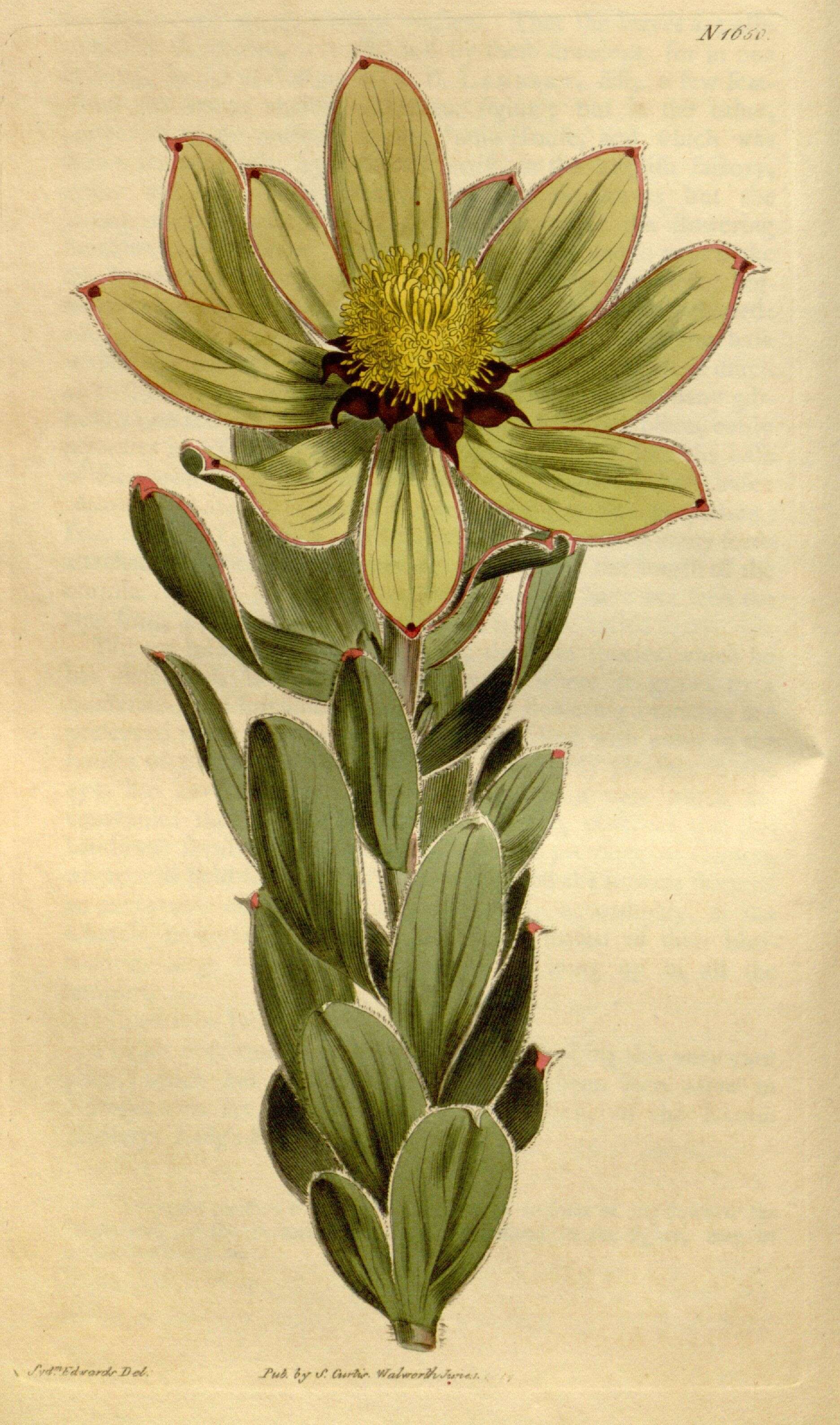 Image of Leucadendron grandiflorum (Salisb.) R. Br.