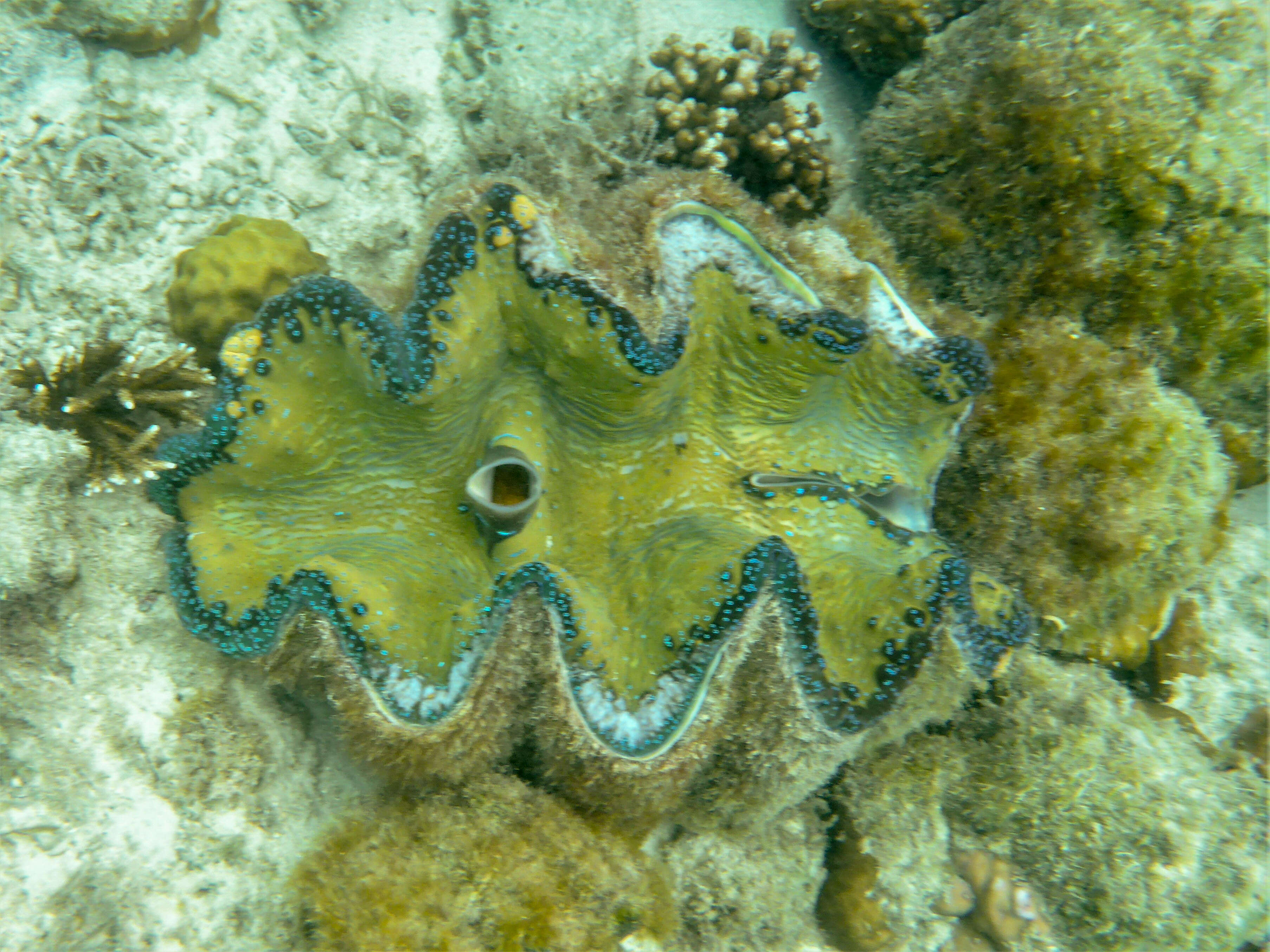 Image of Giant Clam