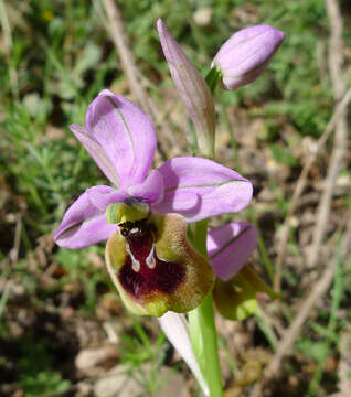 Image of Sawfly orchid