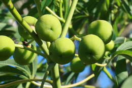 Image of cassava