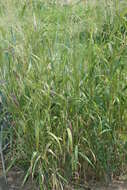 Image of Eastern Bottle-Brush Grass