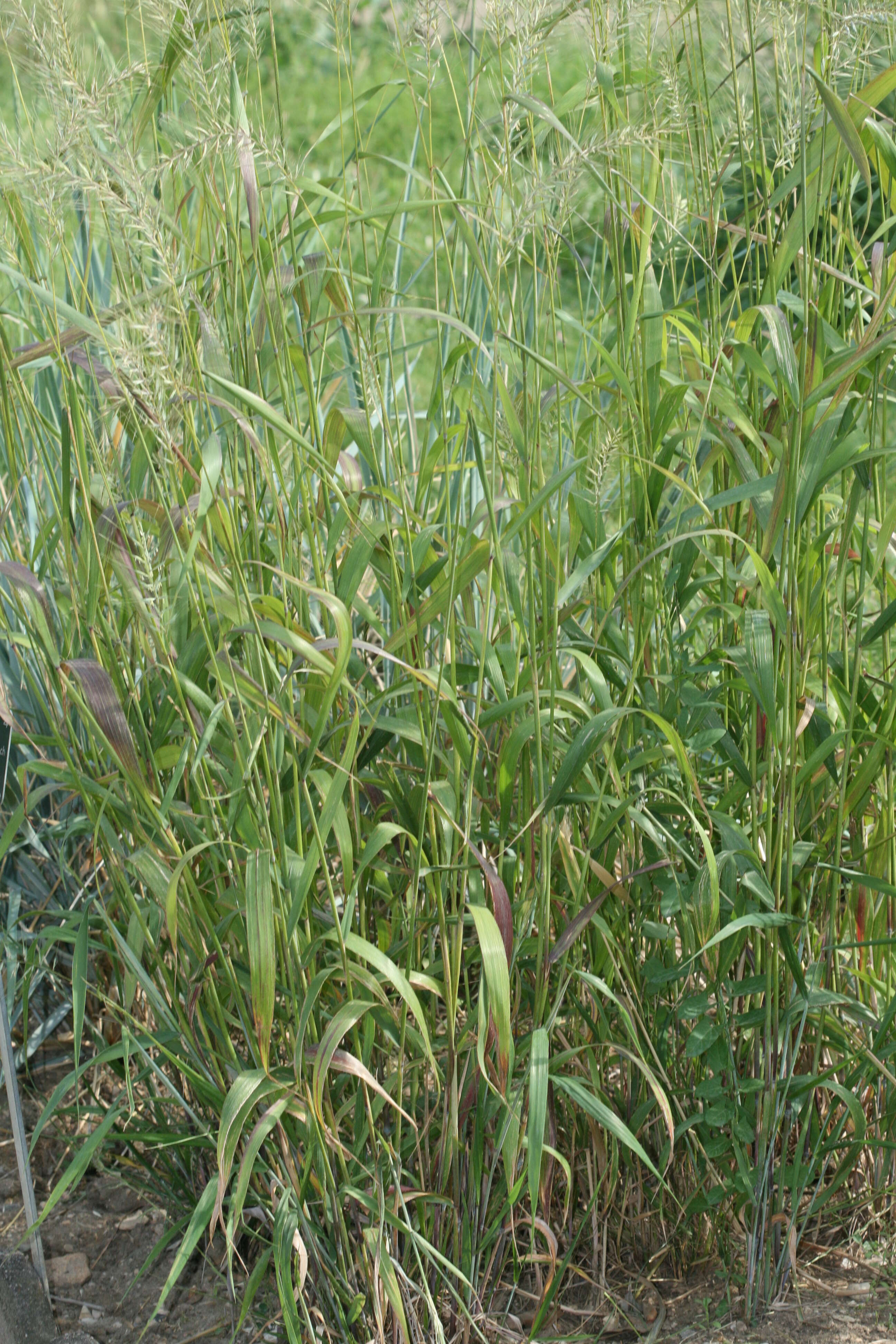 Image of Eastern Bottle-Brush Grass
