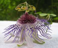 Sivun Passiflora watsoniana Mast. kuva