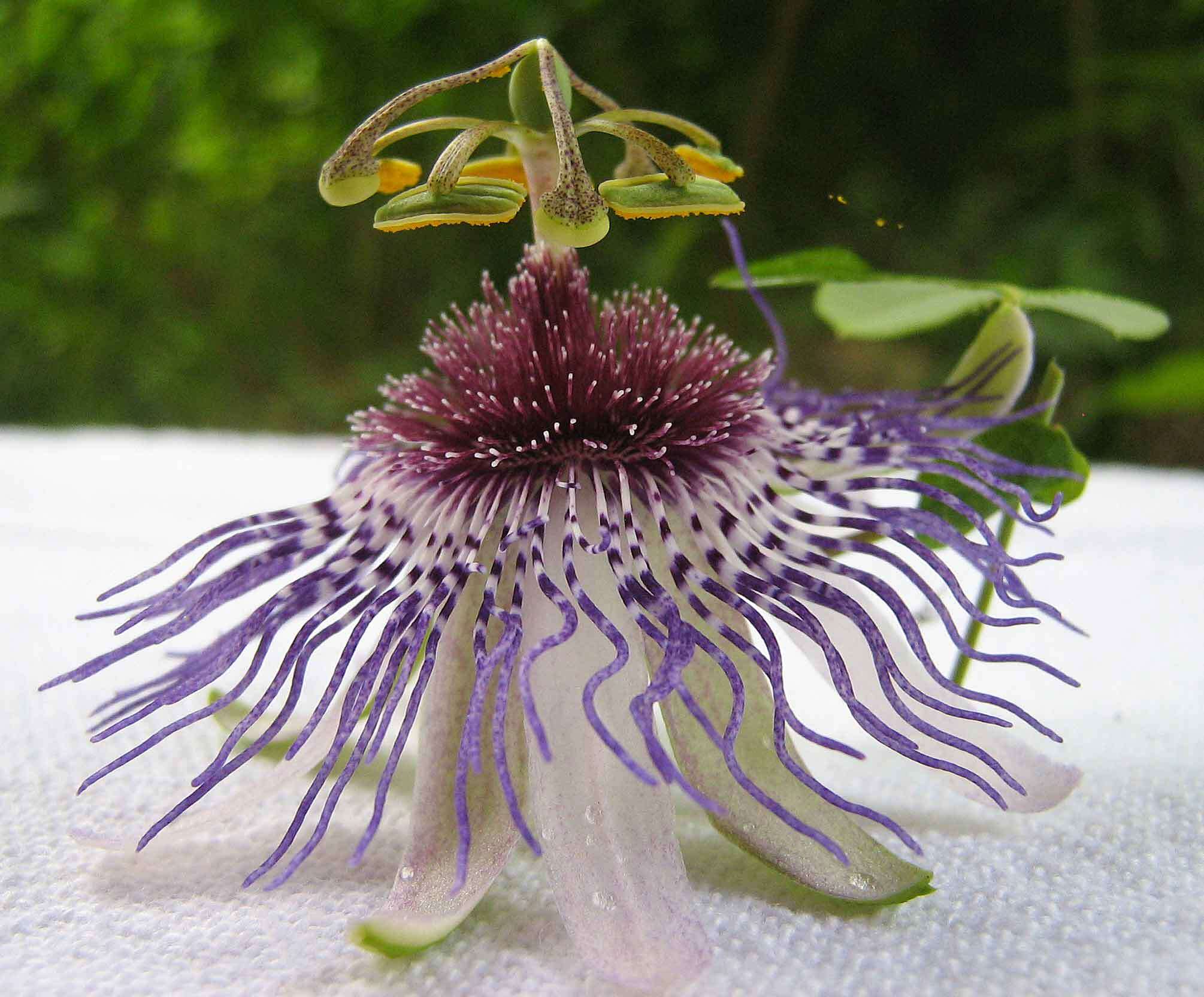 Sivun Passiflora watsoniana Mast. kuva