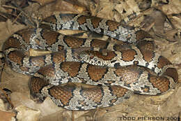 Image of Kingsnakes