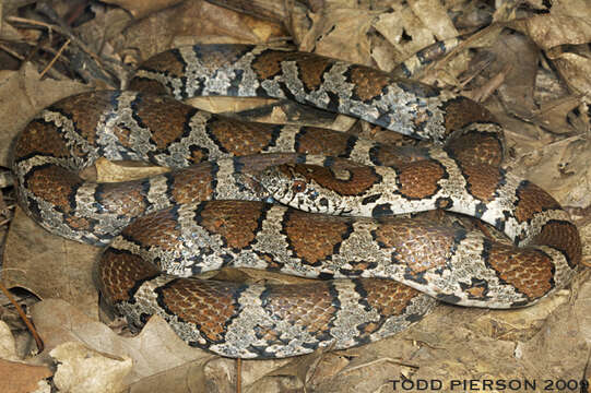 Image of milk snake