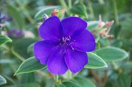 Imagem de Tibouchina