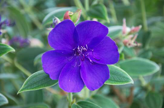 Imagem de Tibouchina urvilleana (DC.) Cogn.