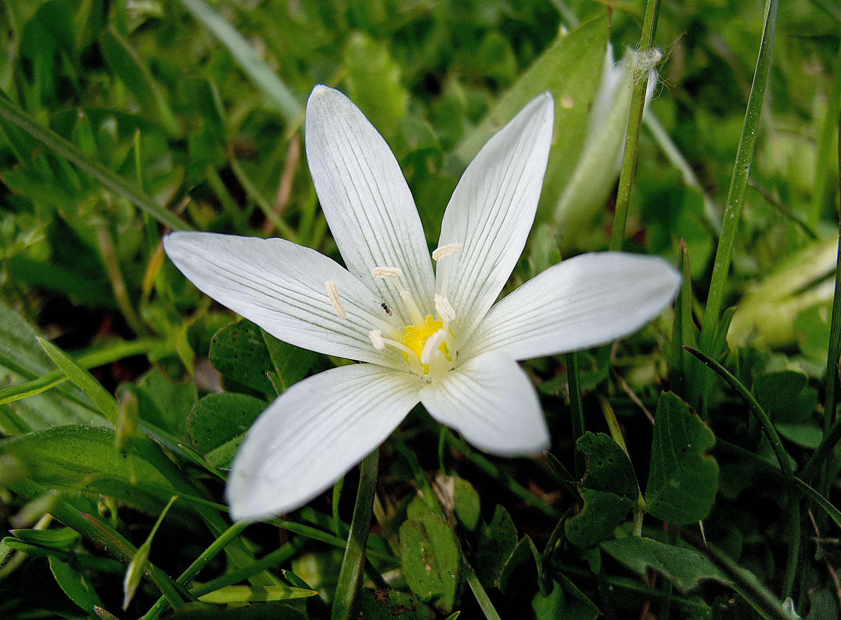 Image of Ornithogalum refractum Kit. ex Schltdl.