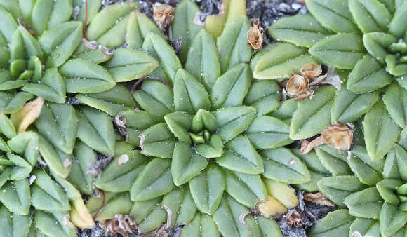 Image of Plantago triantha Spreng.