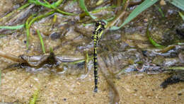 Image of Choristhemis Tillyard 1910