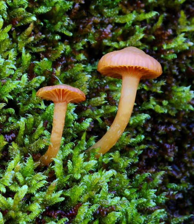 Image of Camarophyllus apricosus (E. Horak) E. Horak 1990