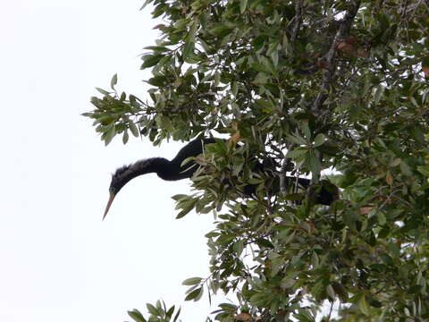 Image de Anhinga d'Amérique