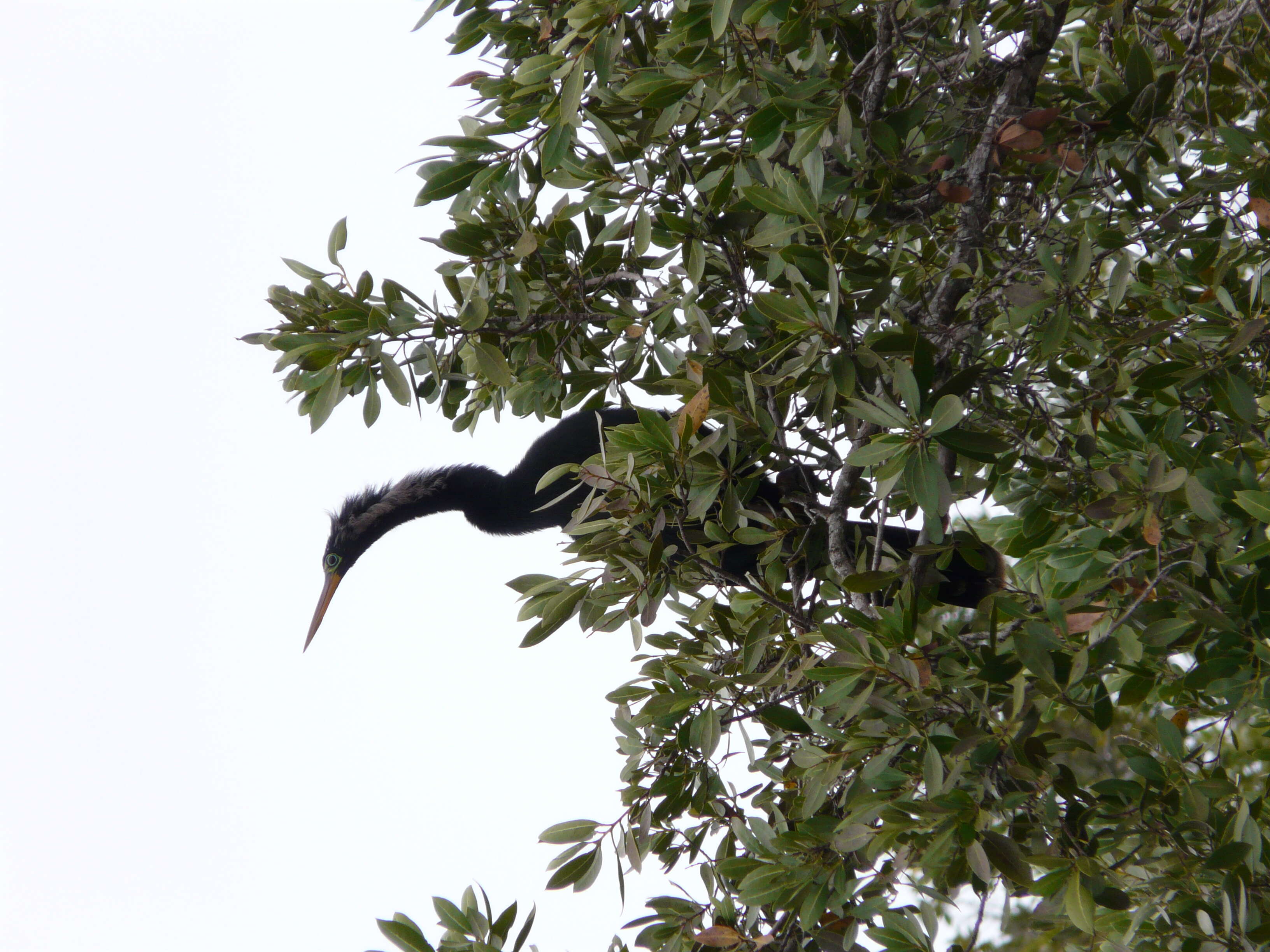 Image of anhingas and darters