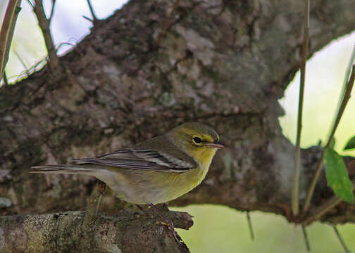 Image of Pine Warbler