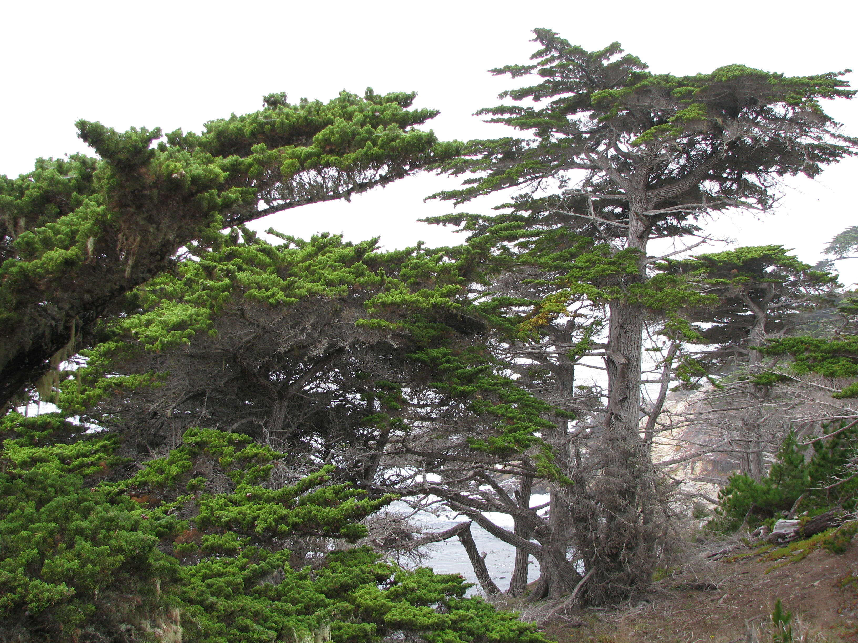 Image of Monterey cypress