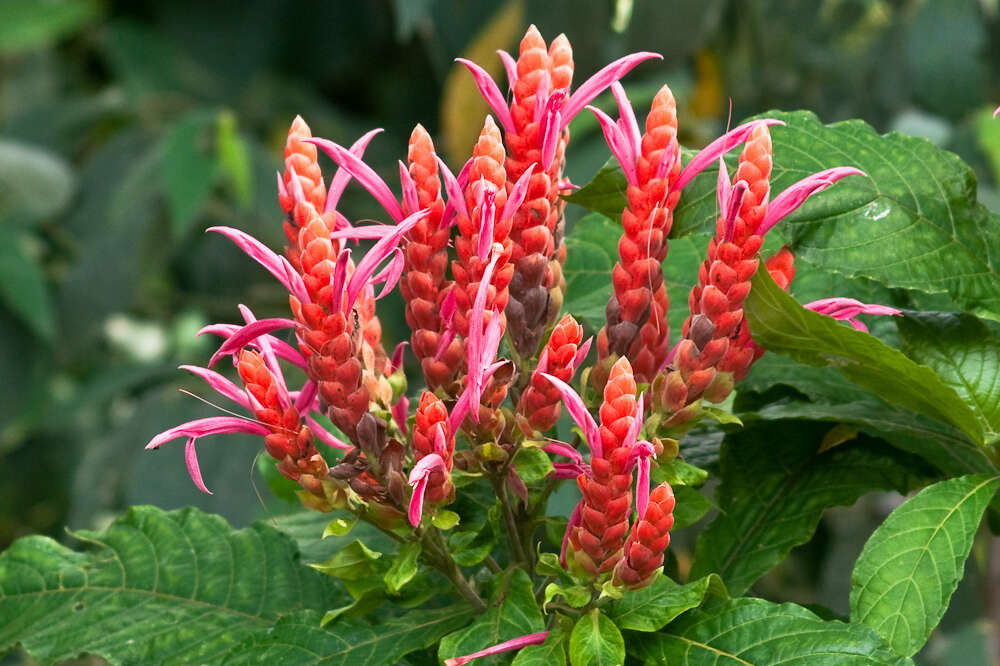 Image of Aphelandra