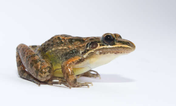 Image of Neotropical Grass Frogs