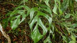 Image of monstera