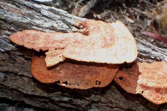 Image de Trametes