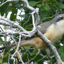 Image of Mangrove Cuckoo