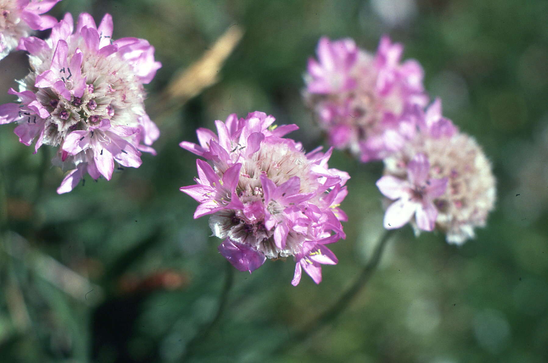 Image of Sea Pinks