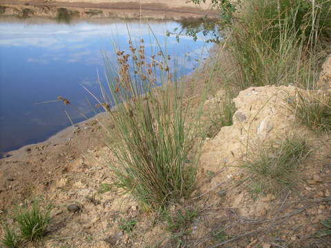 Juncus australis J. D. Hook. resmi