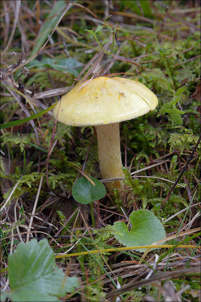 Image of Hygrophorus