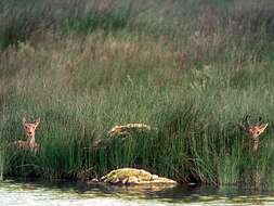 Image of Reedbuck