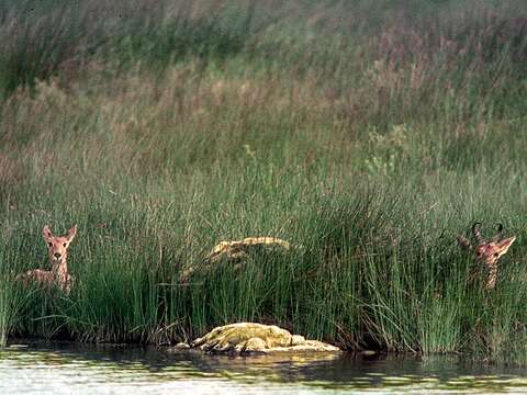 Image of Bohor Reedbuck