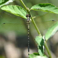 Image of Choristhemis Tillyard 1910