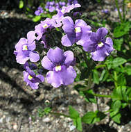 Слика од Nemesia caerulea Hiern