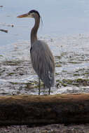 Image of Ardea Linnaeus 1758