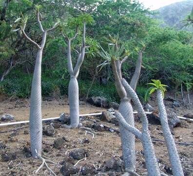 Image de Pachypodium lamerei Drake