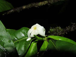 Image de Randia grandifolia (Donn. Sm.) Standl.