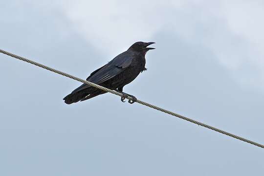 Image of Fish Crow