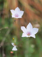 Image of Narrow-leaved Flax