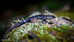 Image of Woodland salamander