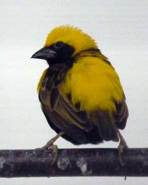 Image of Yellow-crowned Bishop