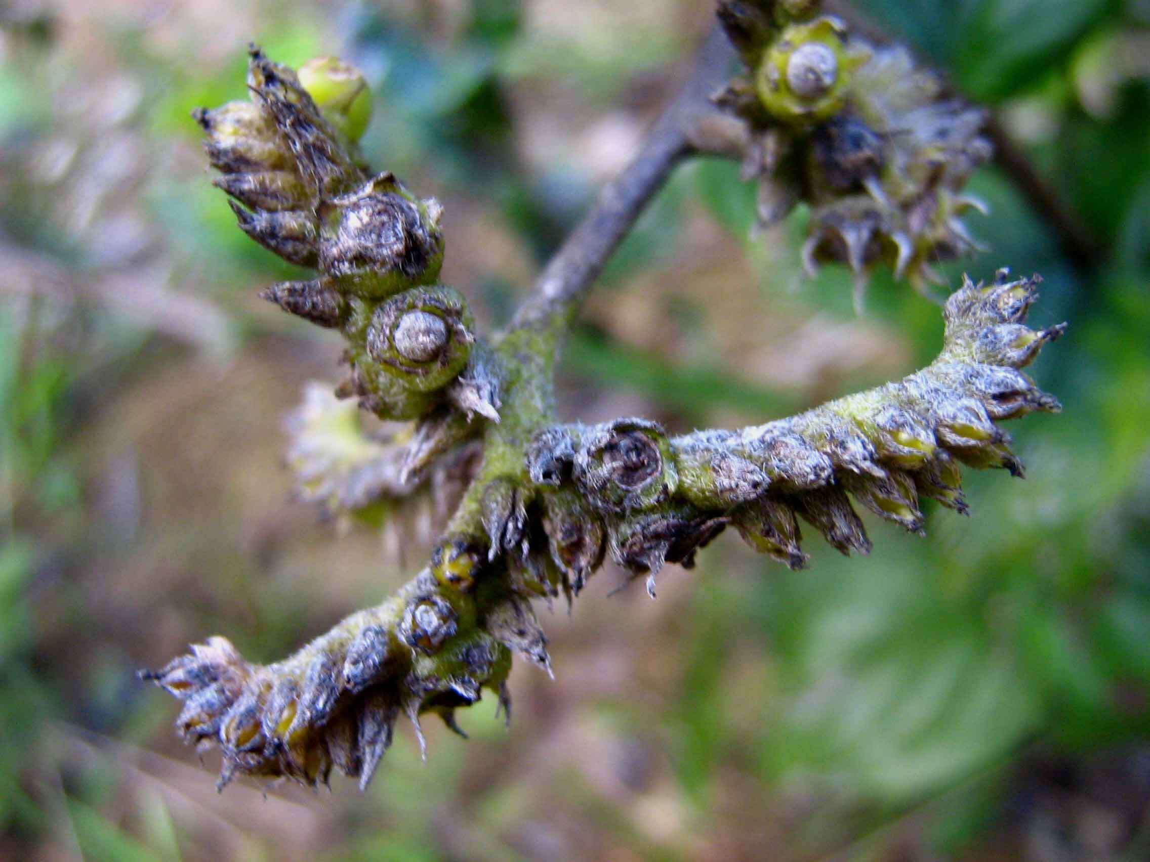 صورة Tournefortia subsessilis Cham.