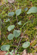 Image of greenflowered wintergreen