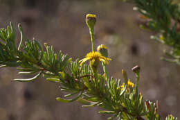 Inula multicaulis Fisch. & C. A. Mey. resmi